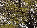 maskla kornuso (Cornus mas)