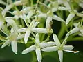 sangoruĝa kornuso (Cornus sanguinea)