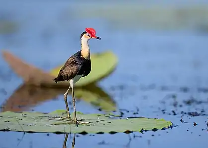 Irediparra gallinacea