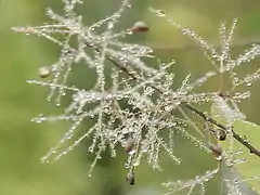 Florkapo de Cotinus coggygria kun fruktoj kaj roso