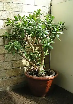 ovala krasulo (Crassula ovata)