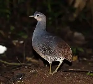 Flavkrura tinamo, Crypturellus n. noctivagus