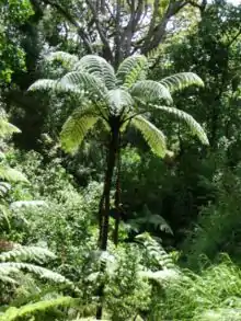 Cyathea medullaris.JPG