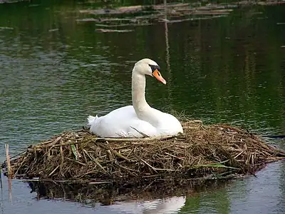 Cigno en nesto