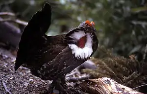 Masklo de Malhela lagopo memmontra, NP Yellowstone; notu la purpura aersakon kaj la ruĝan superokulon