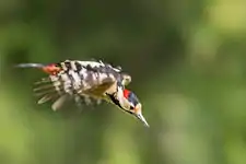 Fluganta