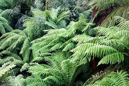 Arbofiliko (Dicksonia antarctica) en Nunniong, Aŭstralio