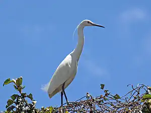 Duforma egreto, blanka morfo, Antananarivo, Madagaskaro