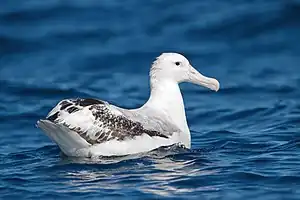 Vagalbatroso