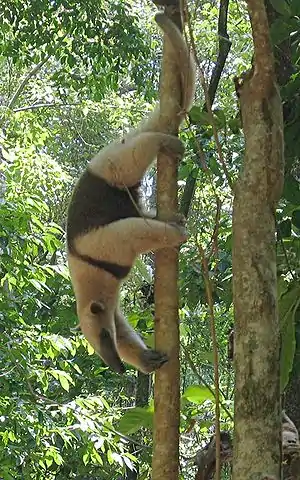 tamanduo(Tamandua tetradactyla)