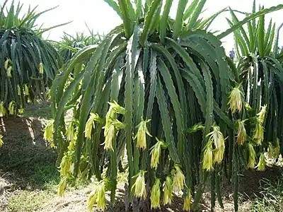 kultivado de Hylocereus undatus