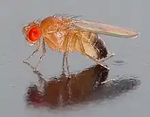 nigraventra drozofilo drosophila melanogaster