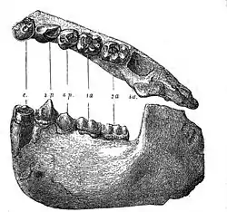 Makzelo de Dryopithecus Fontani