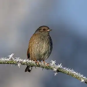 Pronelo (Prunella modularis occidentalis)