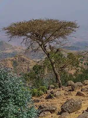 Vachellia tortilis