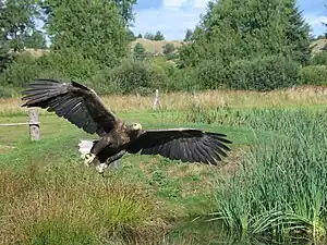 Fluganta plenkreskulo