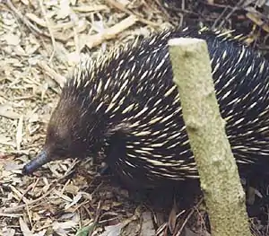 Tachyglossus aculeatus