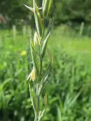 Elymus trachycaulus