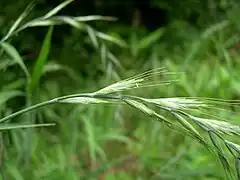 Elymus tsukushiensis