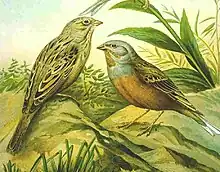 Emberiza caesia Naumann.jpg