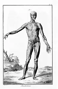 Anatomia desegnaĵo de homaj muskoloj, laŭ Encyclopédie.