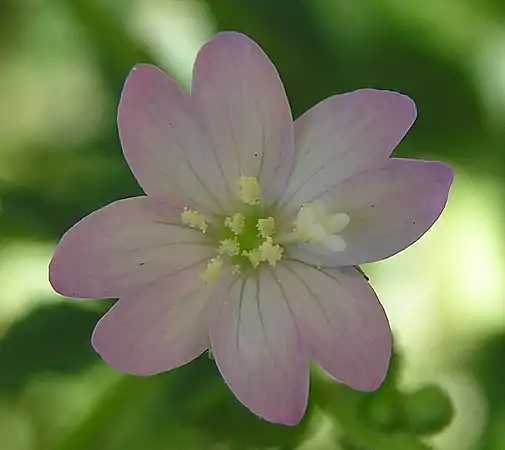 Epilobium montanum