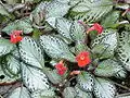 Episcia reptans.