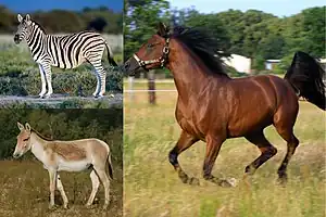 diverseco de specioj.  laŭhorloĝe (ek de la supra maldekstra angulo):  Equus kiang, Prĵevalski-ĉevalo, Grevia zebro, Ĉevalo (Equus caballus), Hemiono, Stepa zebro, Azeno (Equus asinus) kaj Monta zebro