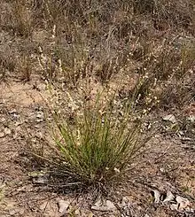 Eragrostis cummingii