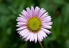 specio Erigeron Glaucus