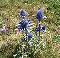 Eryngium bourgatii