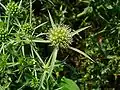 Kampa eringio (Eryngium campestre)