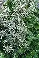 Eryngium variifolium