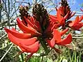 Erythrina ×sykesii