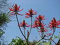 Erythrina speciosa