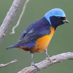 Eleganta eŭfonjo (Euphonia elegantissima)