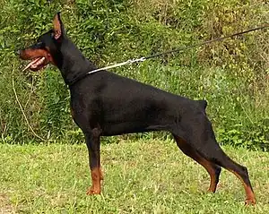 Dobermano