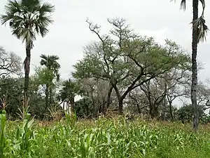 Faidherbia albida, kun maizo kaj la palmo Borassus akeassii en Burkinafaso