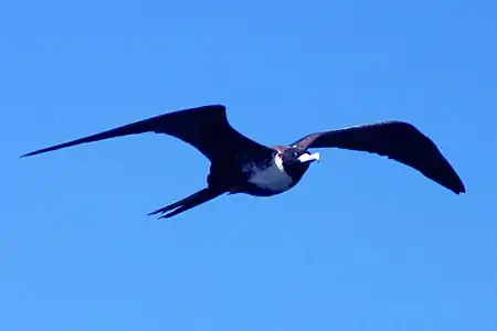 Ino dumfluge, Antigua