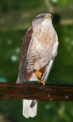 Reĝa buteo, hela morfo, nematurulo kaptivece