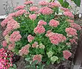 Sedum spectabile