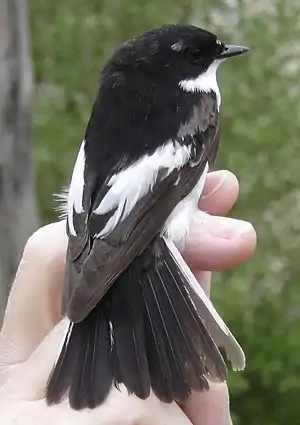 Blanknigra muŝkaptulo, Ficedula hypoleuca