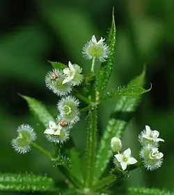 Floroj de Galium aparine