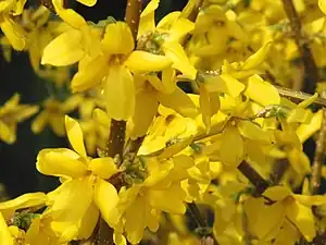 Forsythia x intermedia