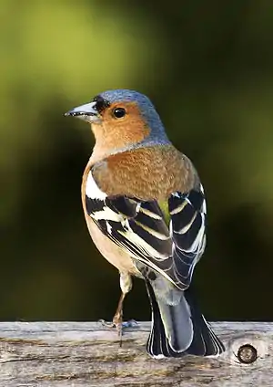 Vira Arbarfringo, Fringilla coelebs