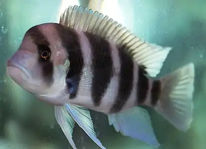 Cyphotilapia frontosa