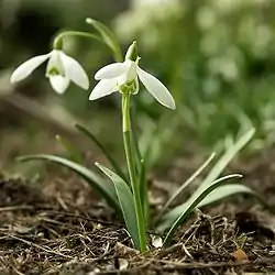 Galanthus nivalis, la tipa specio de la genro