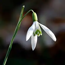 La neĝa galanto aŭ neĝborulo - latine Galanthus nivalis