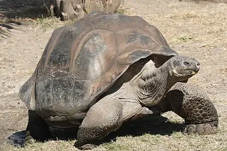 Galapaga testudo