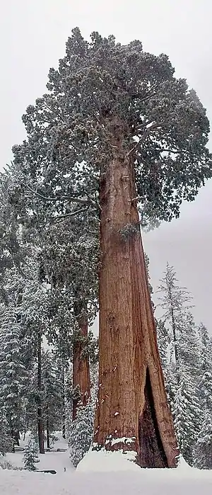 sekvojadendro(Sequoiadendron giganteum),„granda arbo“